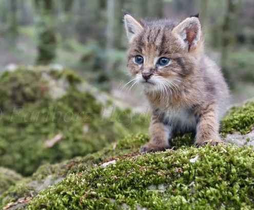 تصویر زیبایی از گربه جنگلی در مازندران+عکس