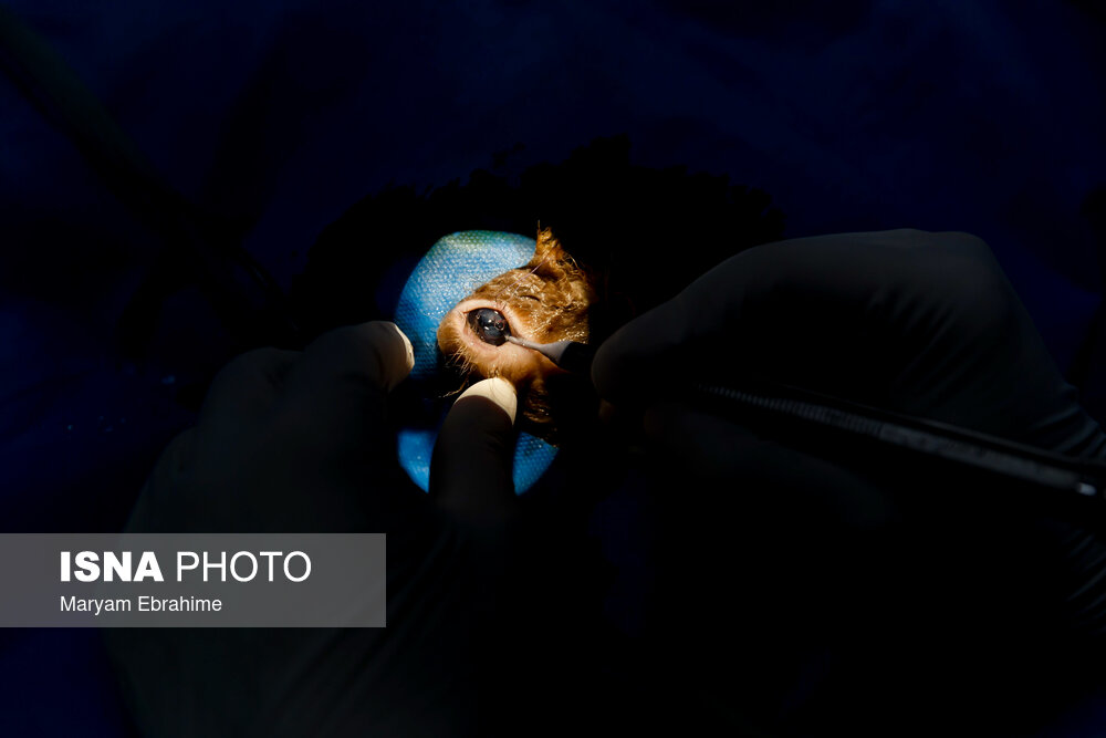 عمل چشم سنجاب برای اولین بار در جهان توسط چشم پزشک ایرانی + عکس