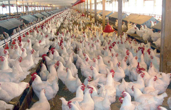 آغاز طرح ملی واکسیناسیون طیور روستایی علیه بیماری نیوکاسل در 12 استان