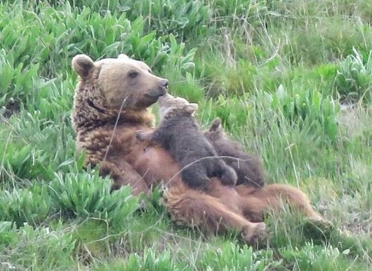 خرس مادر و توله‌هایش در پارک ملی گلستان+عکس