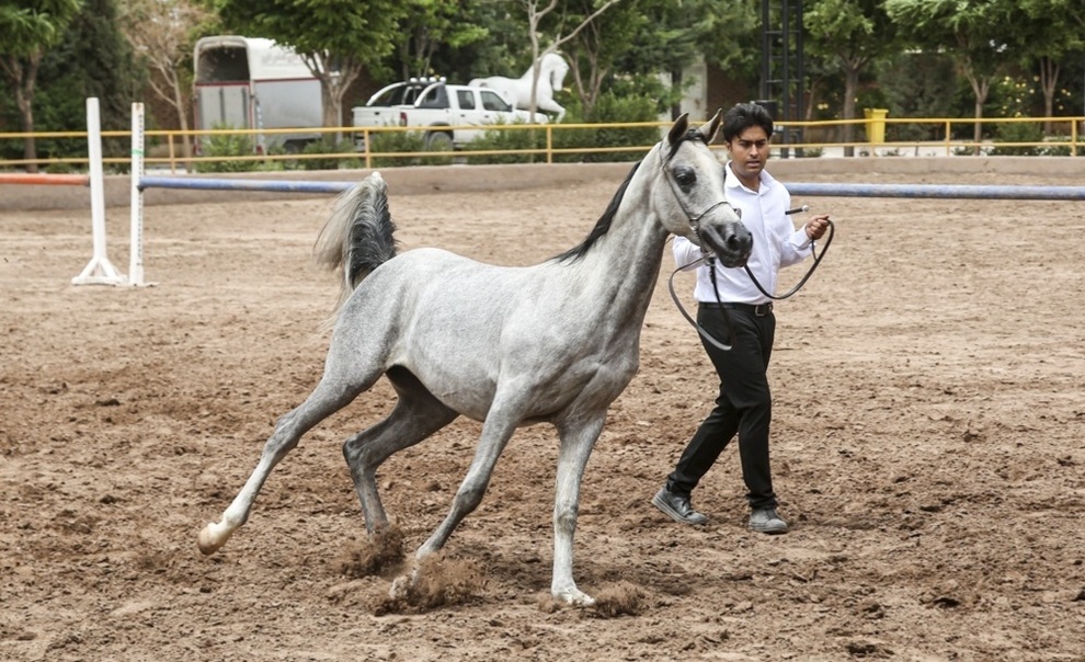 جشنواره زیبایی اسب عرب در کرمان + عکس
