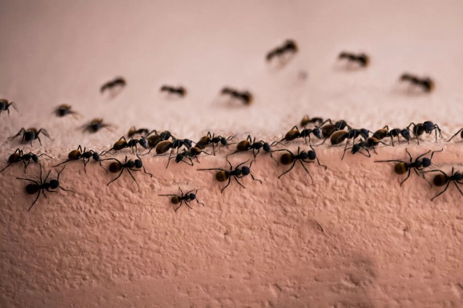 مورچه می‌تواند این بیماری ترسناک را تشخیص دهد