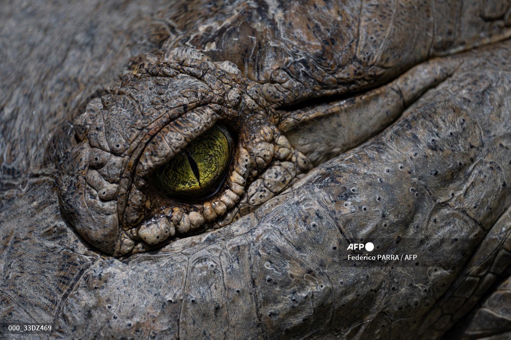 چشم تمساح از نمای نزدیک + عکس