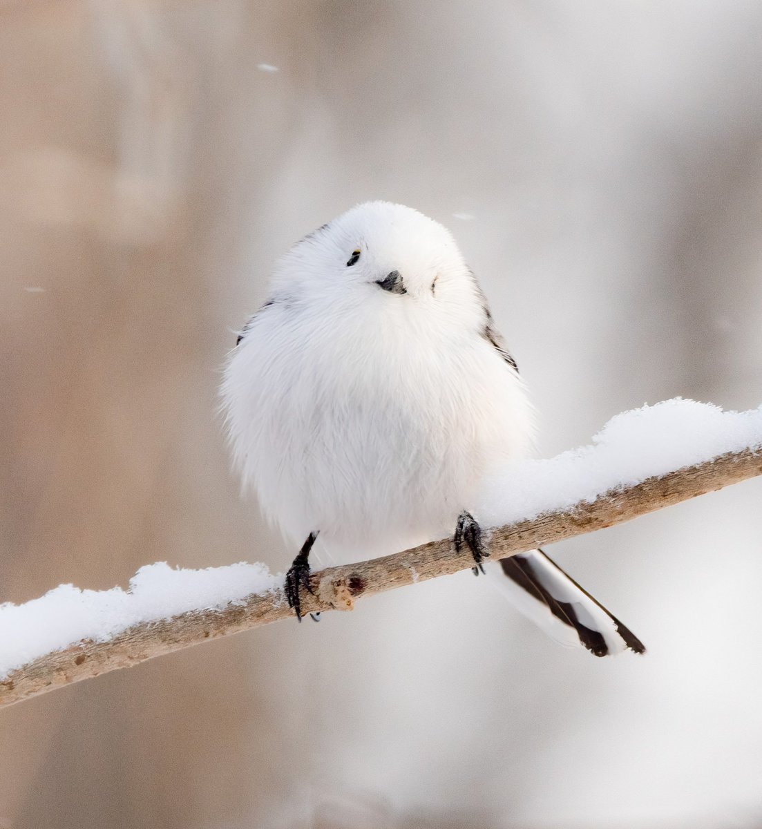 چرخ ریسک دم دراز، پرنده زیبای ژاپنی + عکس