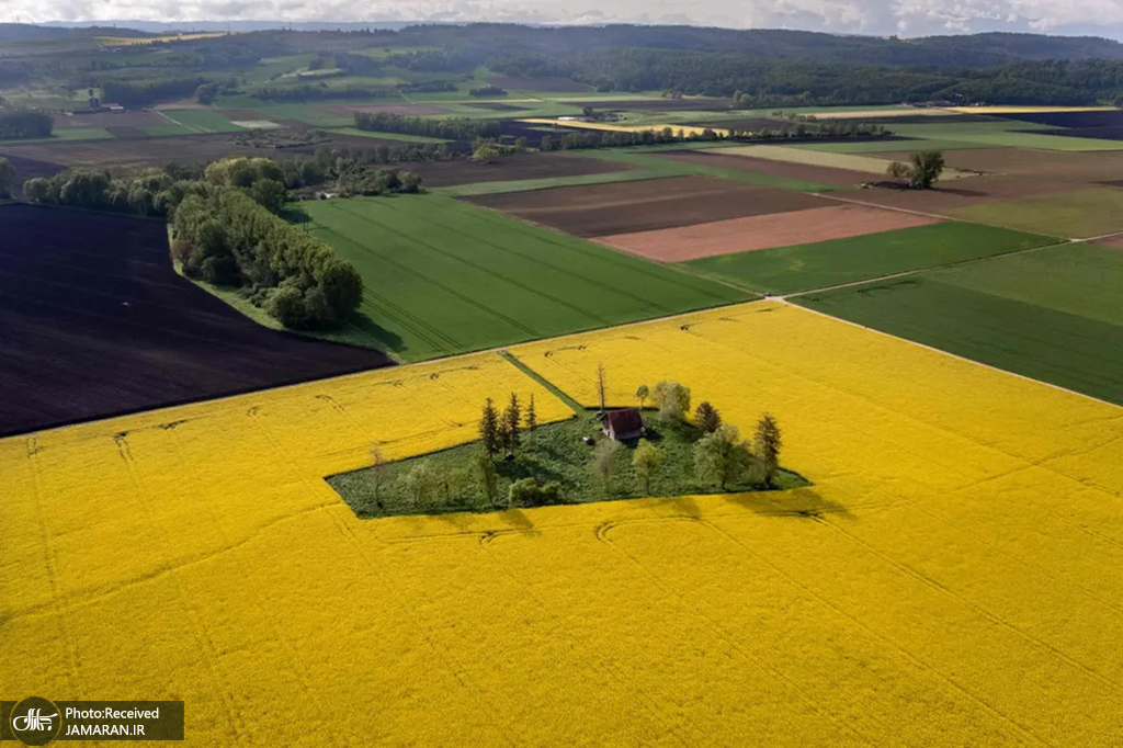 نمای زیبایی از یک مزرعه کلزا + عکس