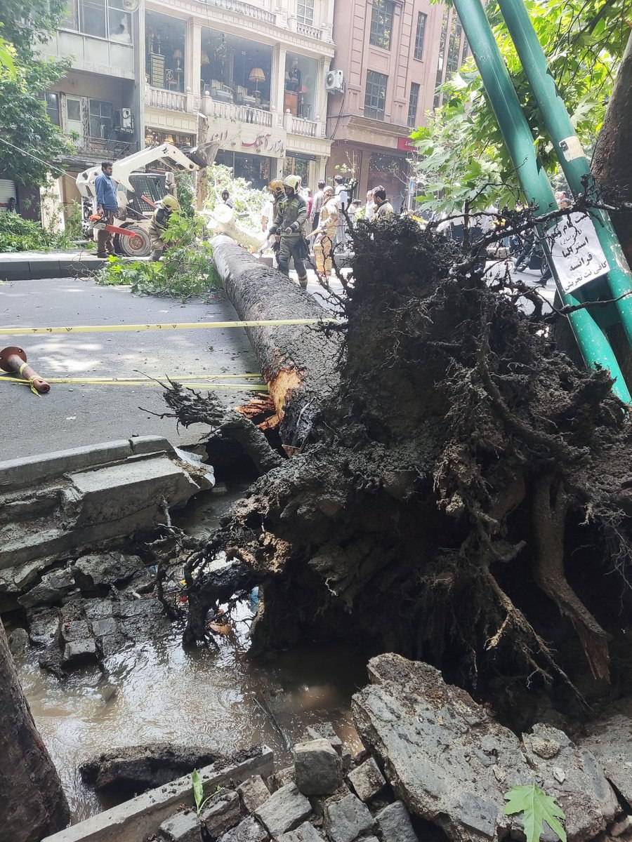 سقوط یک درخت در خیابان ولیعصر تهران + عکس