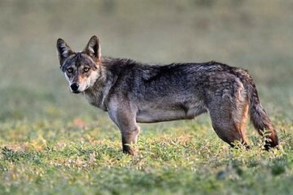 خطرناک‌ترین گرگ موجود در ایران+عکس