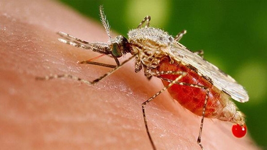 علایم و راههای انتقال مالاریا چیست؟