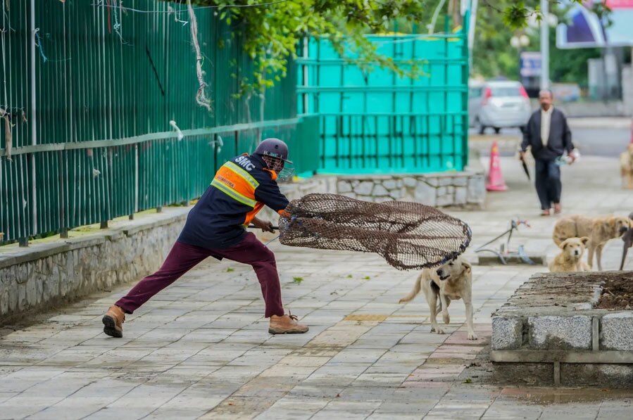 جمع آوری سگ‌های ولگرد از شهر سرینگر کشمیر هند + عکس