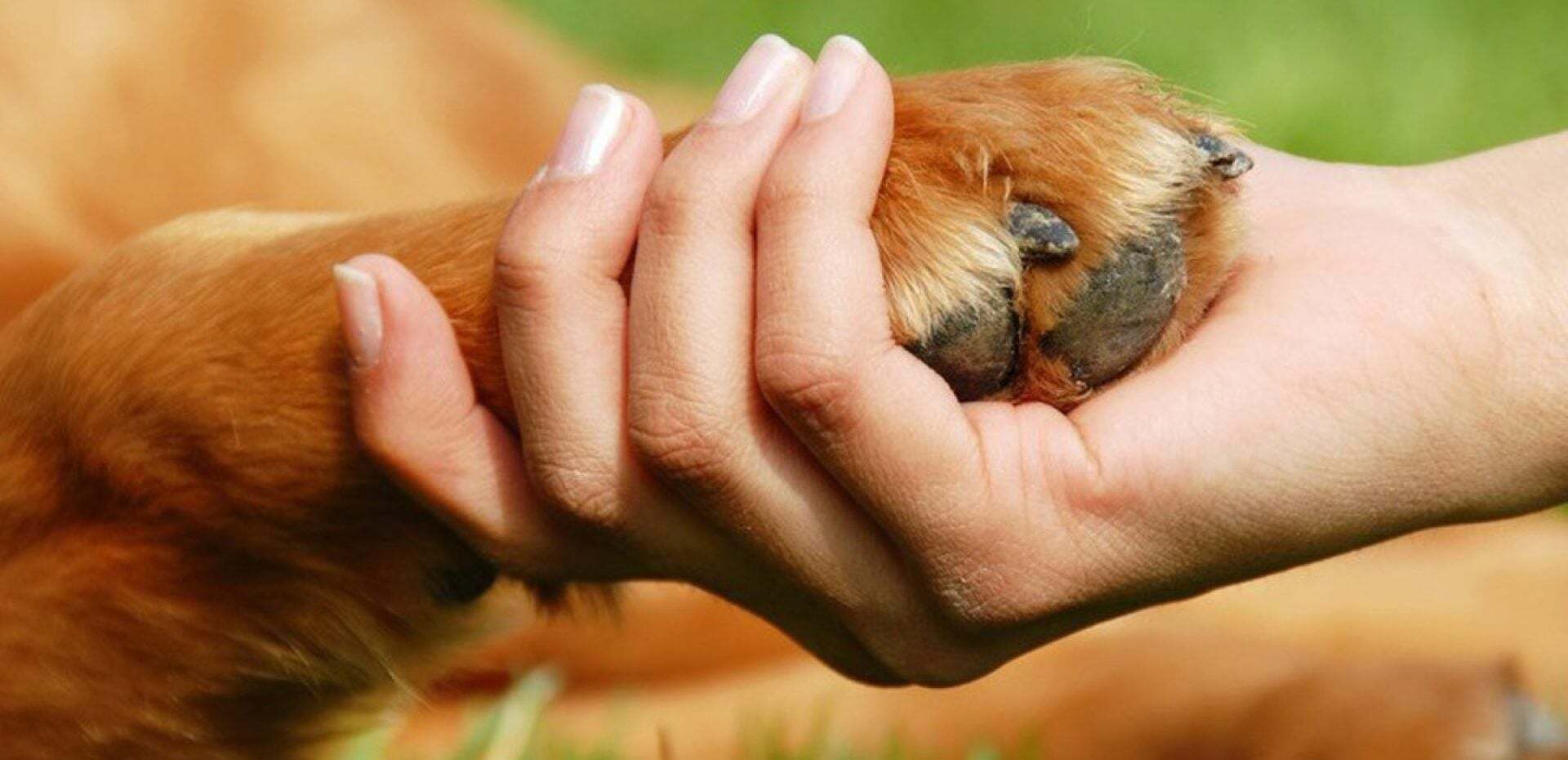 خطر انتقال عفونت از سگ به انسان