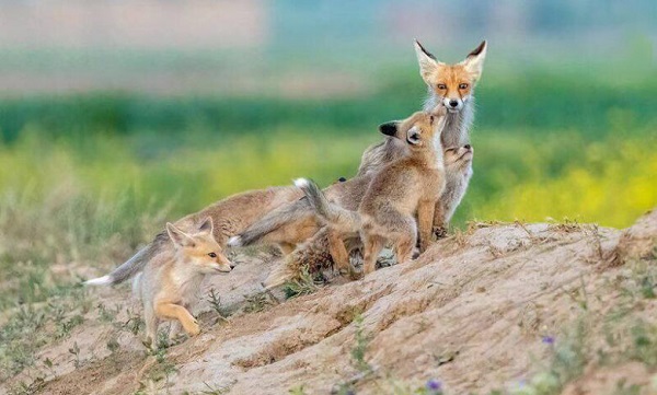 تصویر زیبایی از یک روباه با بچه‌هایش در دشت‌های اطراف ملایر 