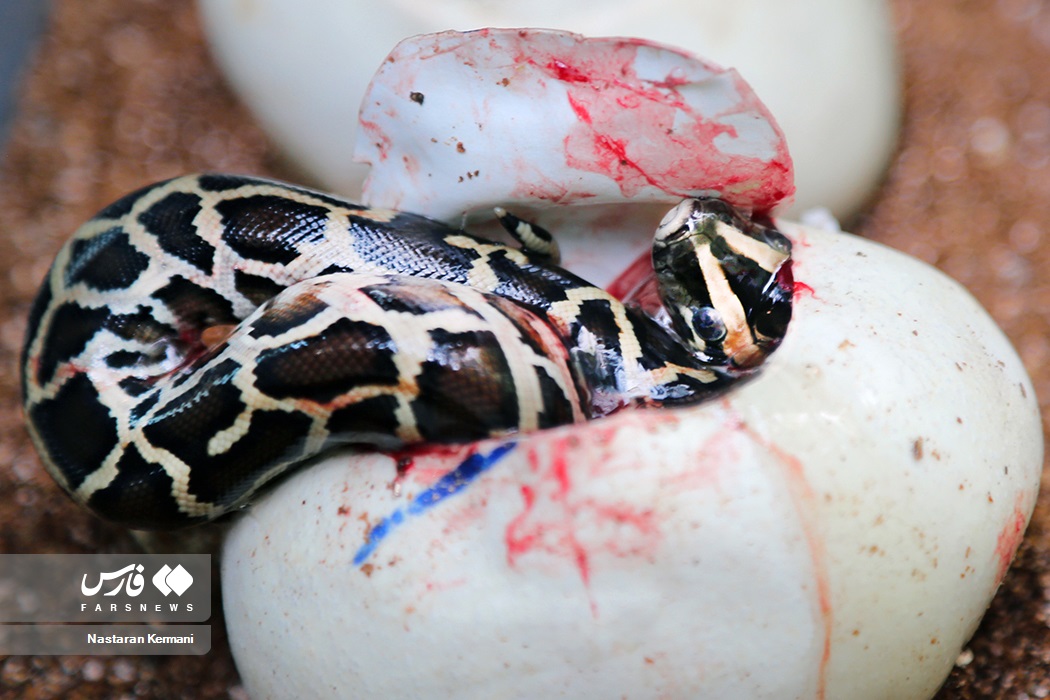 بچه مارهای پیتون سر از تخم درآوردند + عکس