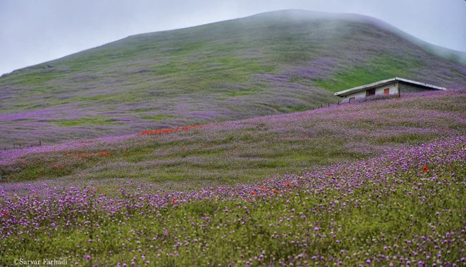 بهار در ییلاقی میان اردبیل و گیلان+عکس