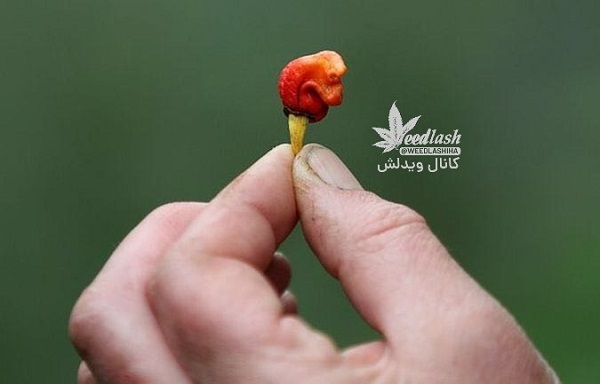 تندترین فلفل جهان که اندازه حبه قند است+ عکس