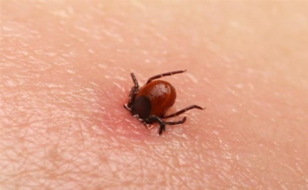 چگونه باید از ابتلا به تب کنگو پیشگیری کرد؟