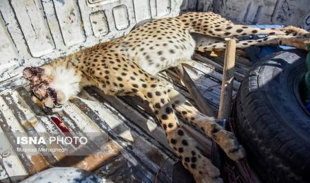 تصویر تلخ از یوزپلنگ تلف شده در جاده سبزوار+عکس