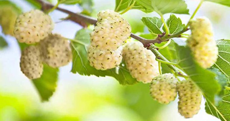 یک  میوه تابستانی که با خوردن آن سکته سراغتان نمی آید
