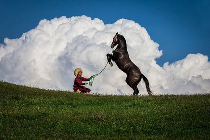 تصویری زیبا از اسب اصیل ترکمن+عکس