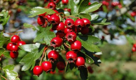 کاهش چربی خون در طب سنتی با این میوه