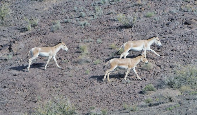 گورهای ایرانی در پارک ملی توران+عکس