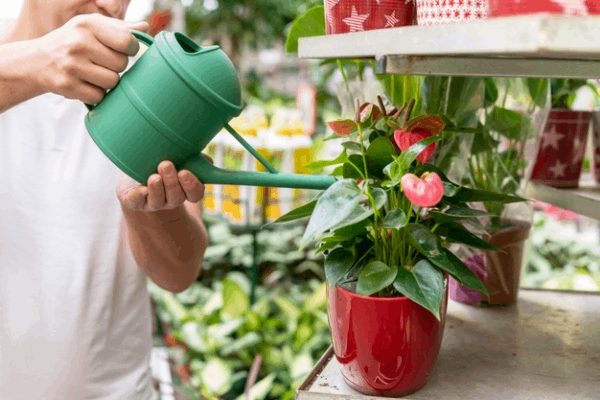 ۶ فایده فوق‌العاده نگهداری از گیاهان آپارتمانی برای سلامت جسم و روح