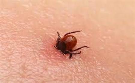 ذبح غیر اصولی دام مهمترین عامل ابتلا به تب کریمه کنگو