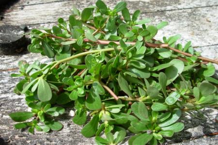 خواص دارویی گیاه خرفه+ طبع