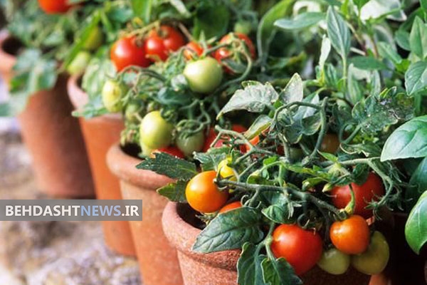  چطور در خانه گوجه فرنگی پرورش دهیم؟!