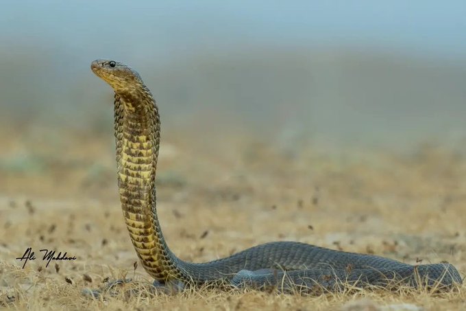 تصویری از یک کفچه مار در مشهد+عکس