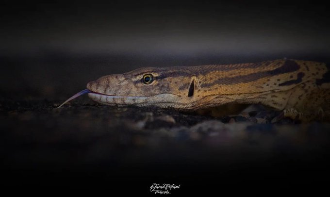 تصویری از یک بزمچه در  پارک ملی توران+عکس