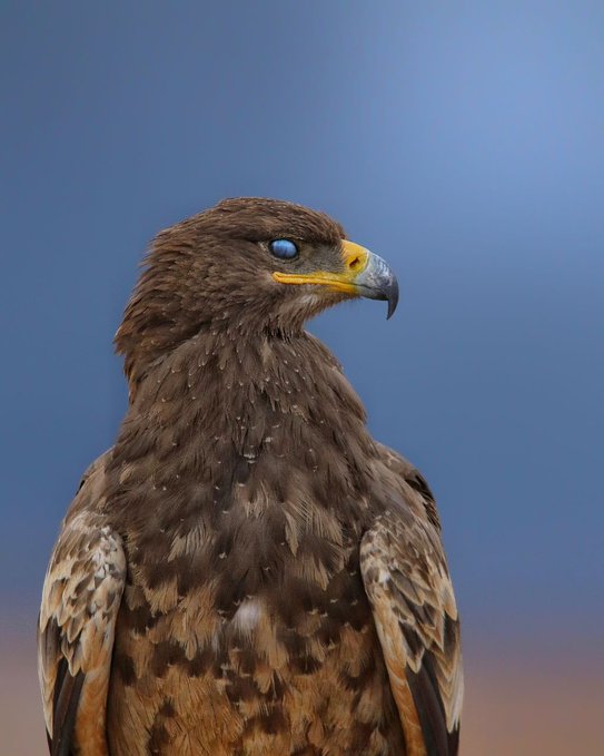 تصویر باشکوه از عقاب صحرایی در همدان+عکس