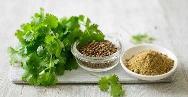  خواص گشنیز - (آشنایی با مضرات و خواص تخم گشنیز)