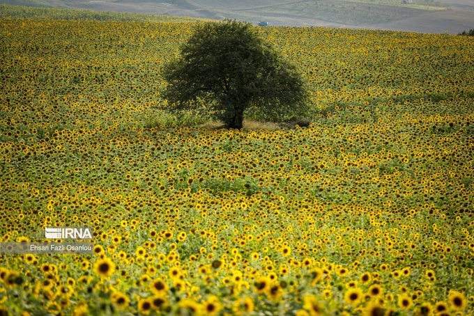 مزرعه زیبای آفتابگردان در مازندران+عکس