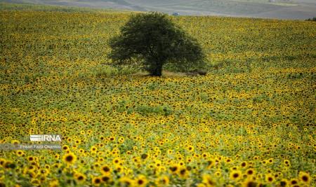 مزرعه زیبای آفتابگردان در مازندران+عکس