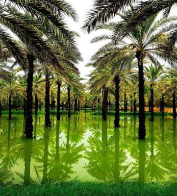 طبیعت زیبای چاه مسلم+عکس