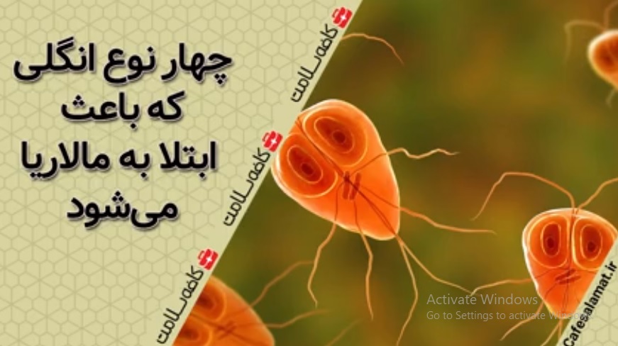 چهار نوع انگلی که باعث ابتلا به مالاریا می‌شود