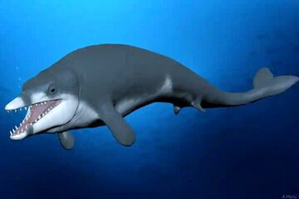 کشف گونه منقرض‌شده‌ای از نهنگ که ۴۱ میلیون سال قدمت دارد+ تصویر