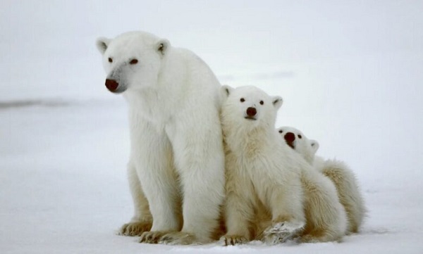 پایان تلخ برای همه خرس های قطبی+ تصویر