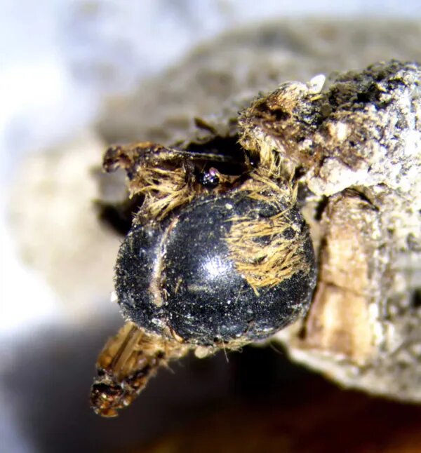 کشف مومیایی ۳ هزار ساله زنبور در لابه لای رسوبات+ تصاویر
