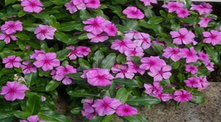 گیاهی زینتی با اثر ضدسرطانی