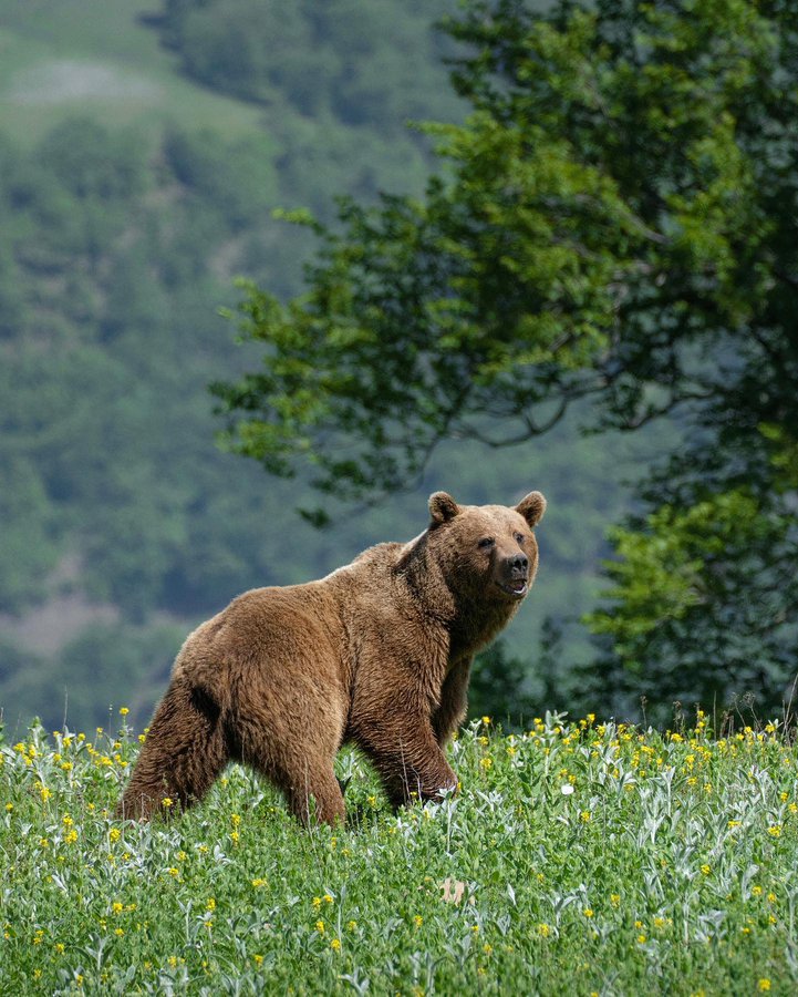 بزرگترین خرس جنگل‌های هیرکانی+عکس