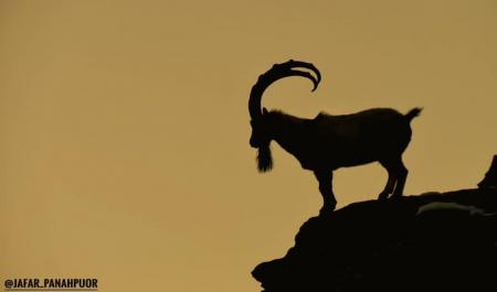 تصویر دیدنی از سلطان صخره‌ها در ایران+عکس