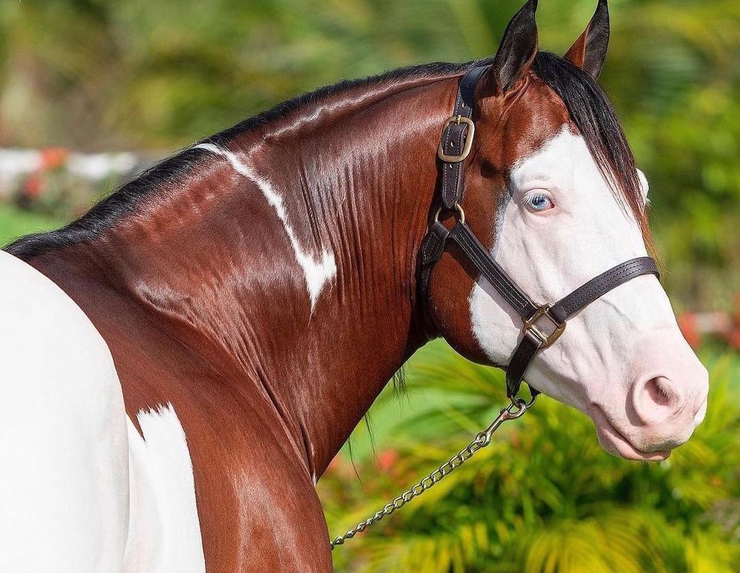تصاویری از اسب زیبا در برزیل + عکس