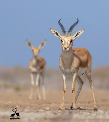 تصویر دیدنی از آهوی شنی در بوشهر+عکس