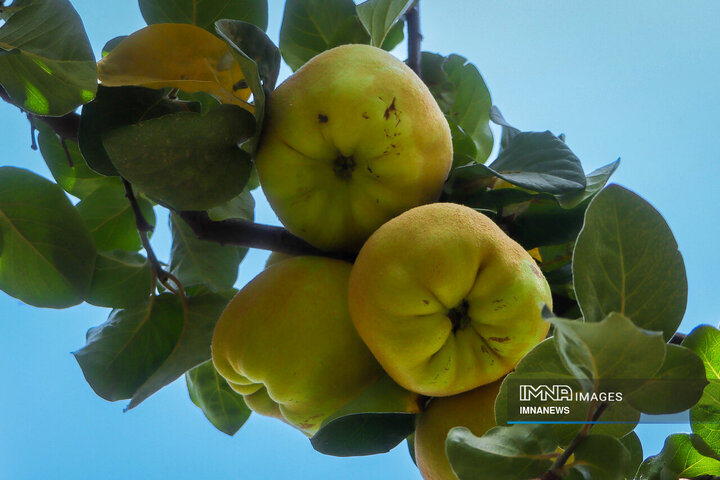 برداشت میوه «به» در اصفهان+ عکس