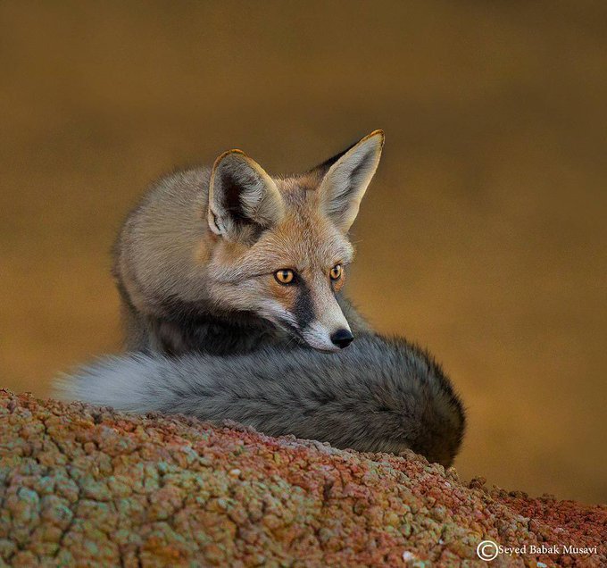روباهی زیبا در دره‌ انجیر یزد+عکس