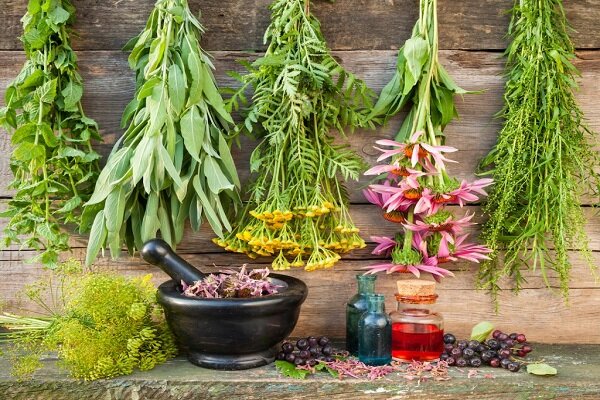 ۵ گیاه که در درمان بی‌اشتهایی عصبی موثر است