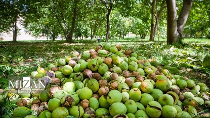 برداشت گردو ؛ خراسان رضوی+ عکس