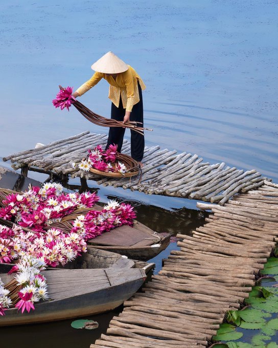 برداشت نیلوفر آبی در ویتنام+عکس
