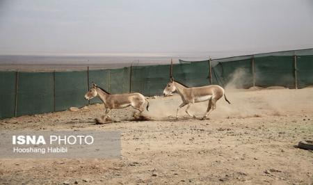 تولد دو گورخر ایرانی در پارک ملی+عکس